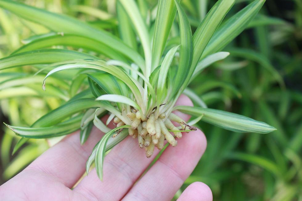 Spider Plant (Chlorophytum Comosum)
